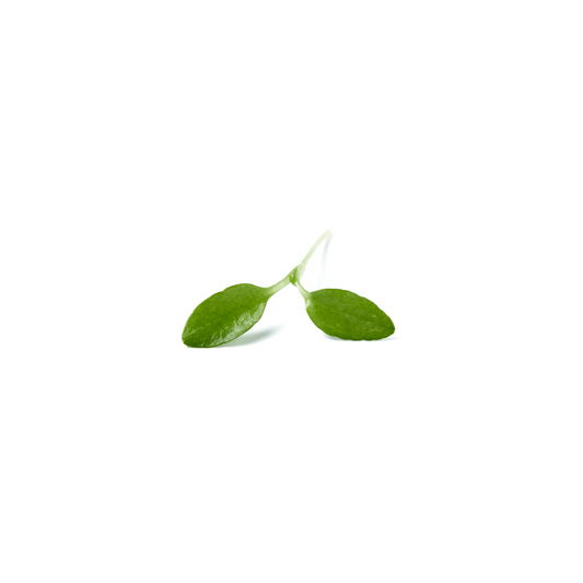 Aipo