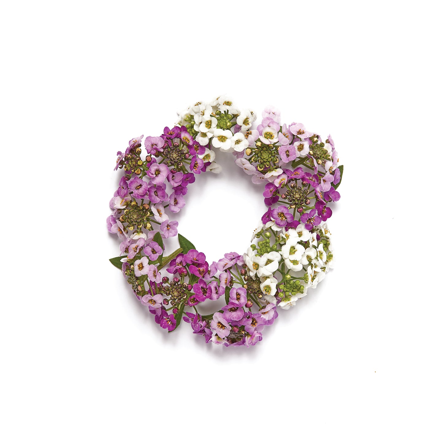 Alyssum