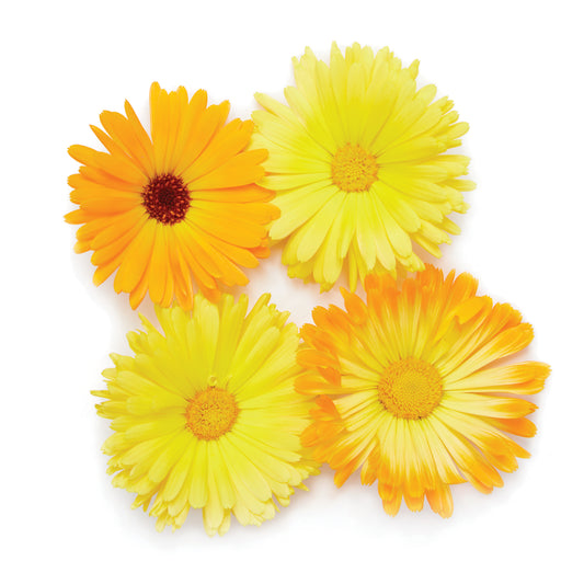 Calendula
