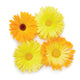 Calendula