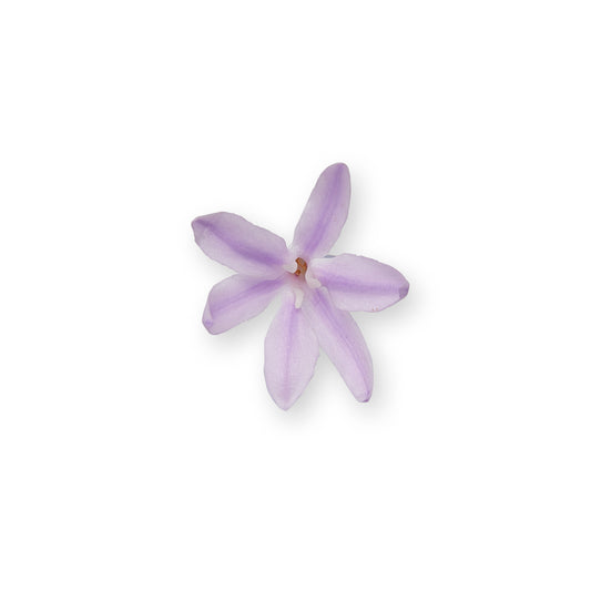 Flor de Alho
