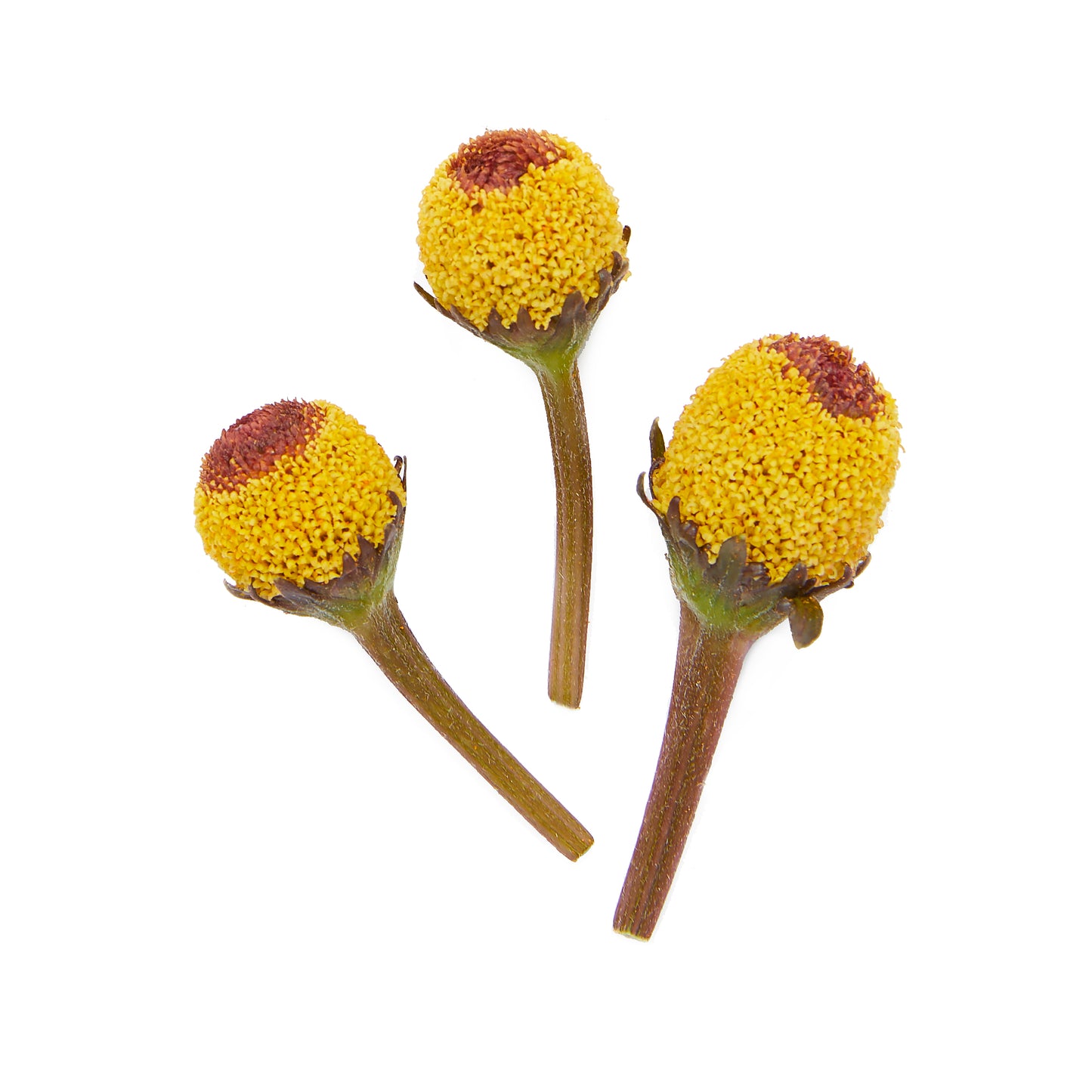 Flor de Shezuan