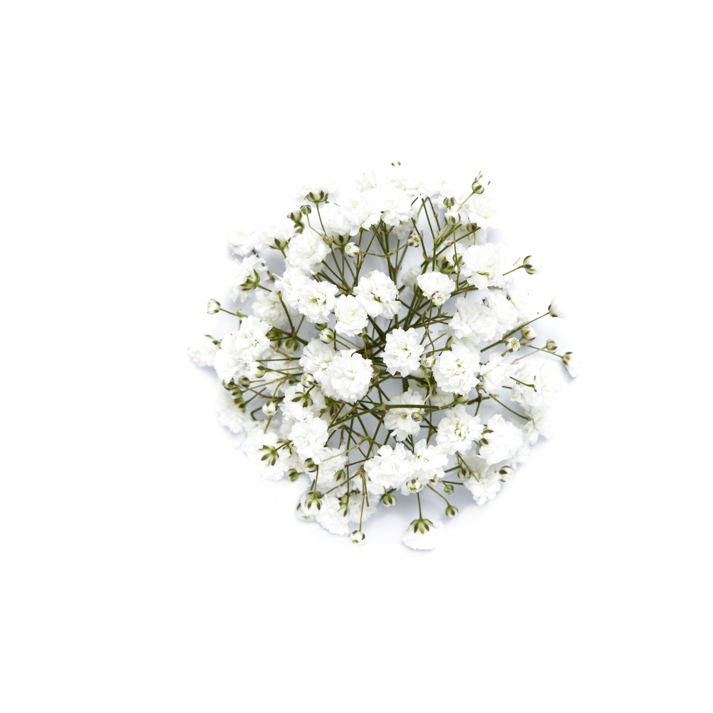 Gypsophila