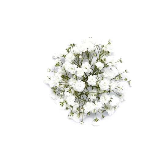 Gypsophila