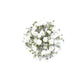 Gypsophila