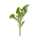 Ice Plant