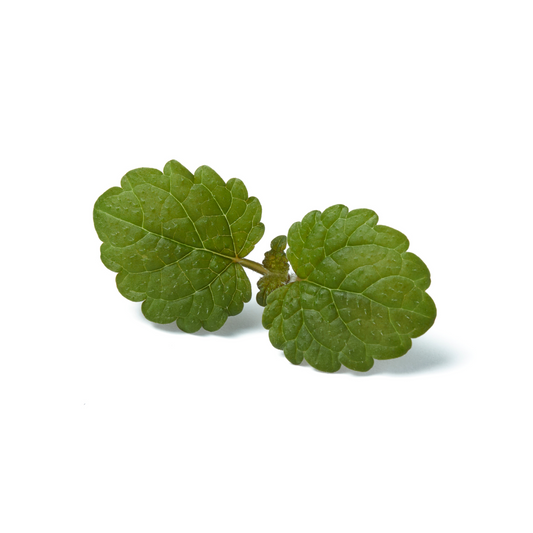 Lemon Balm