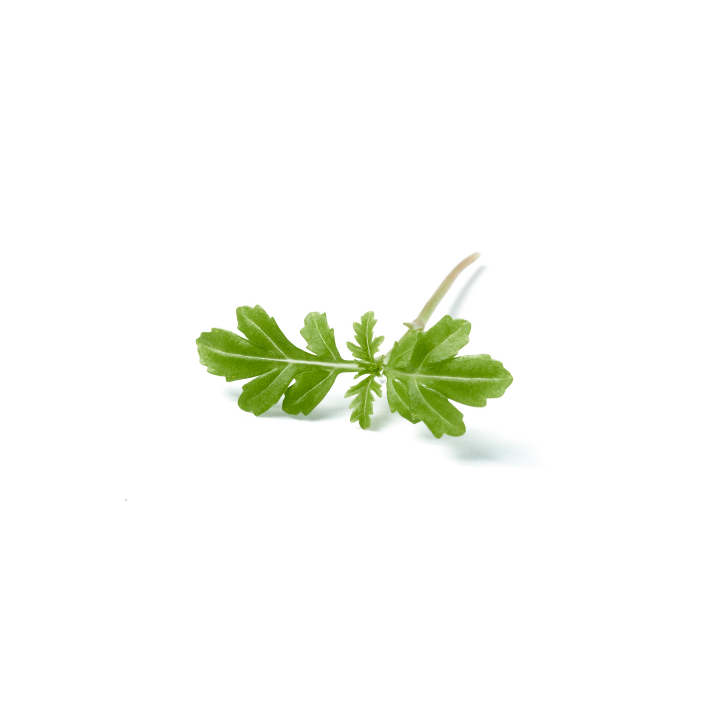 Lemon Zest