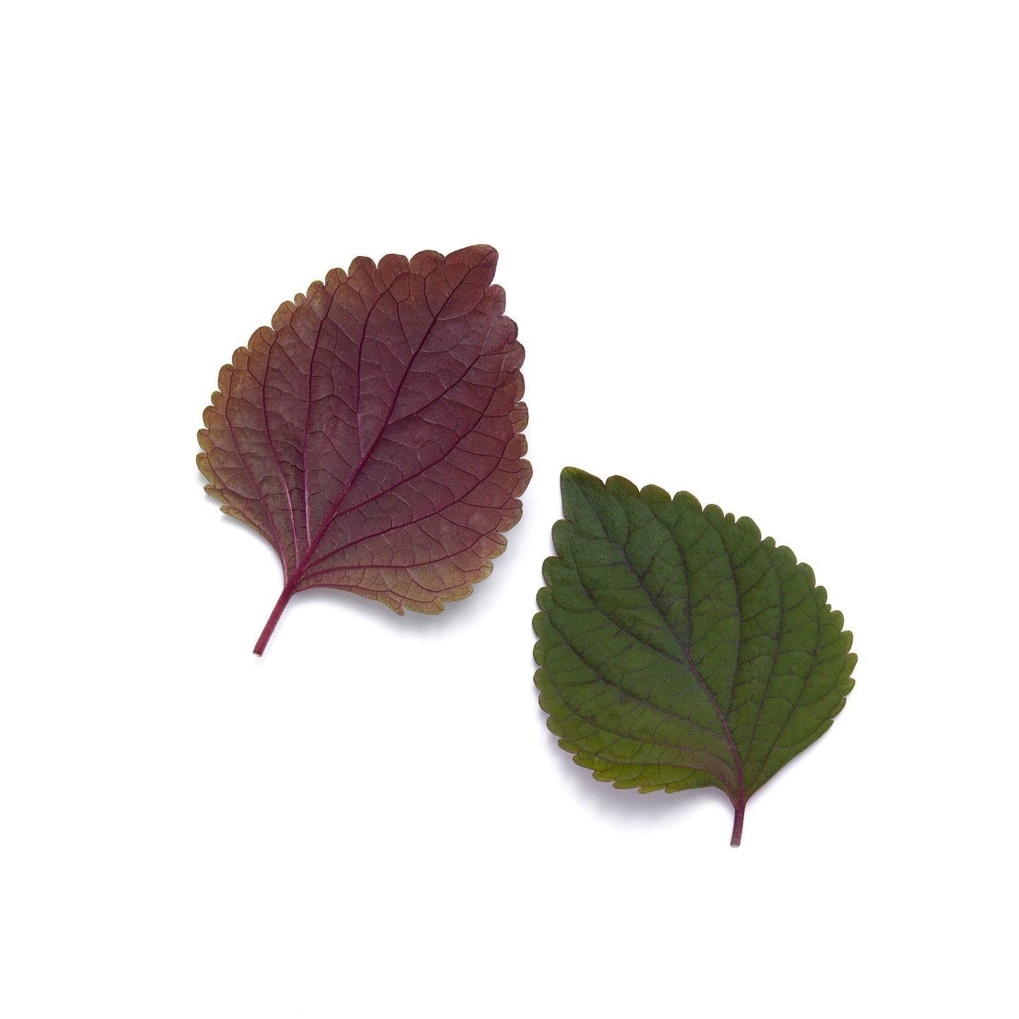 Shiso Bi Color