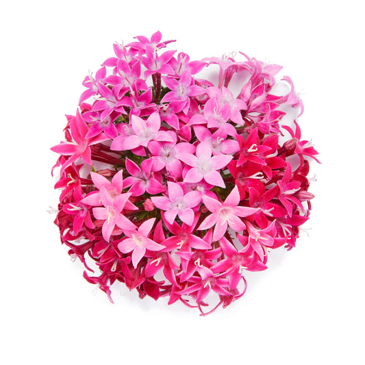 Pentas