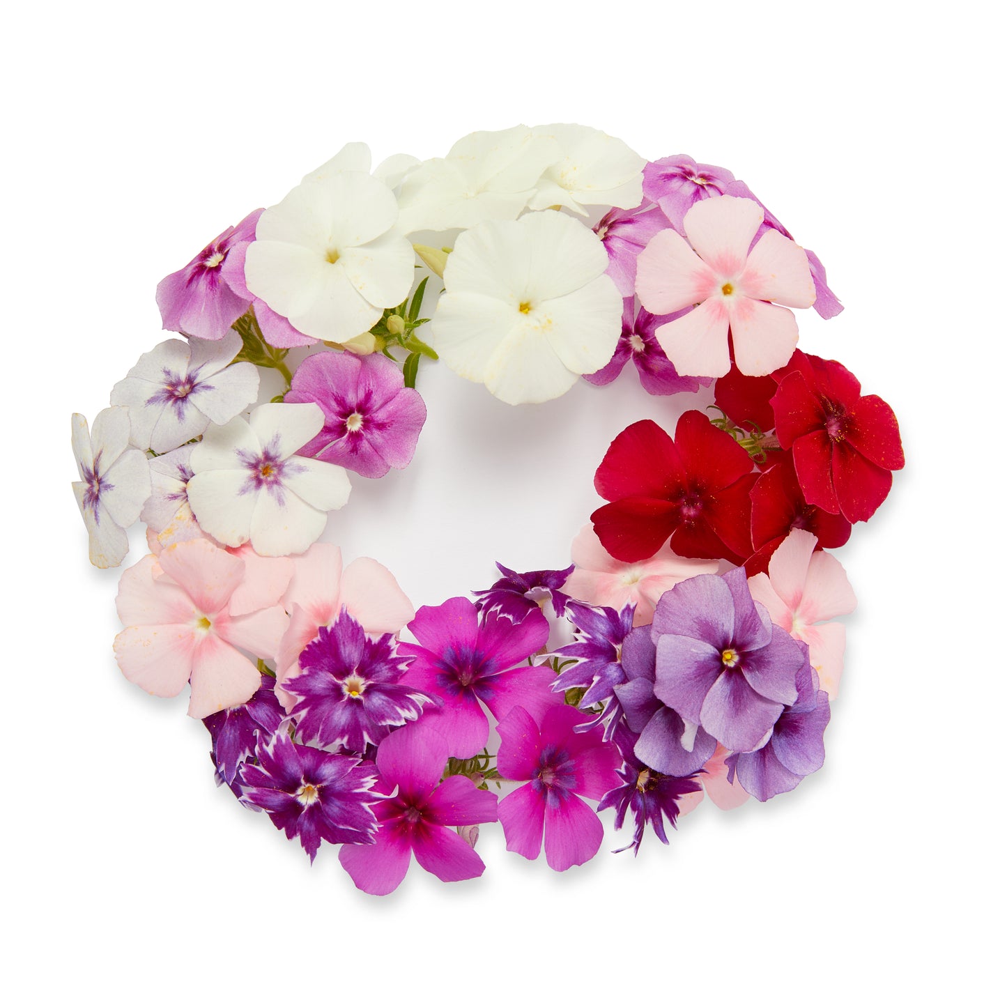 Phlox