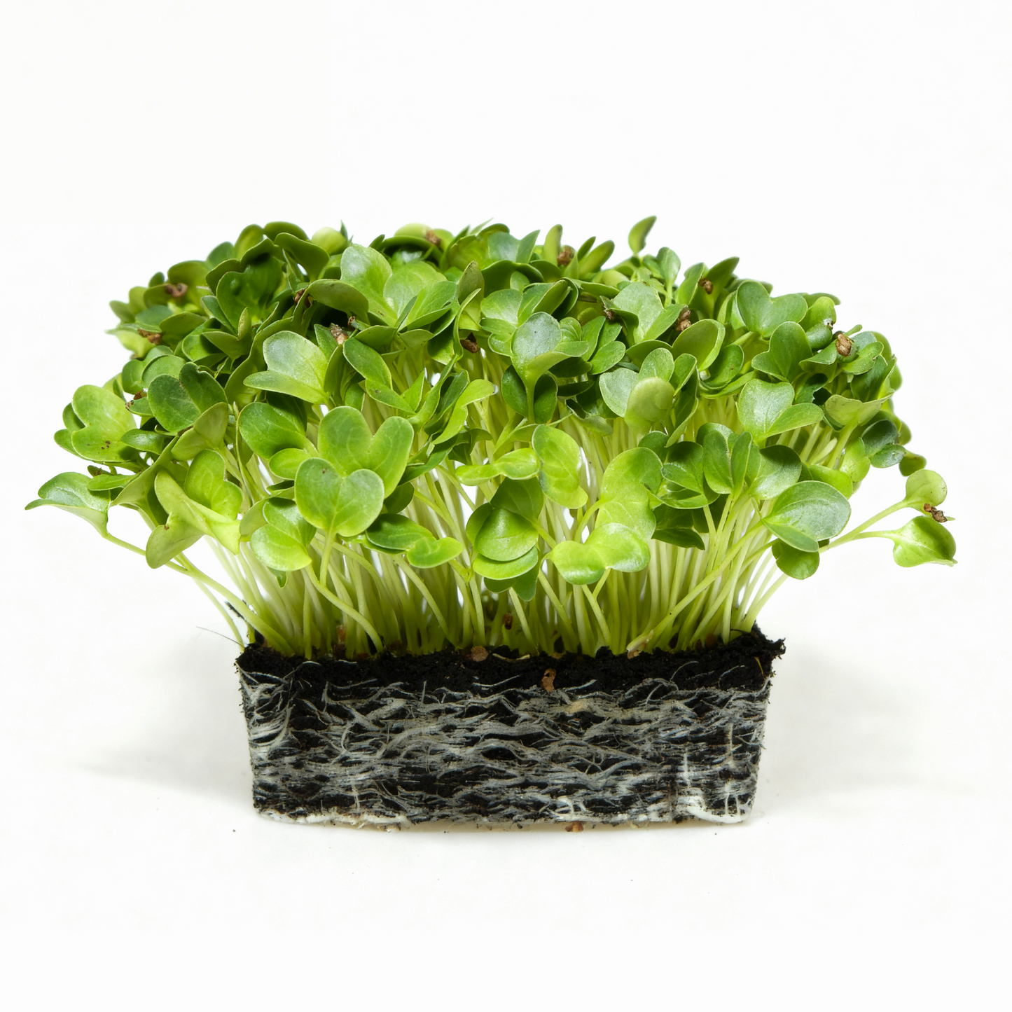 Rabanete Daikon
