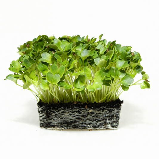 Rabanete Daikon