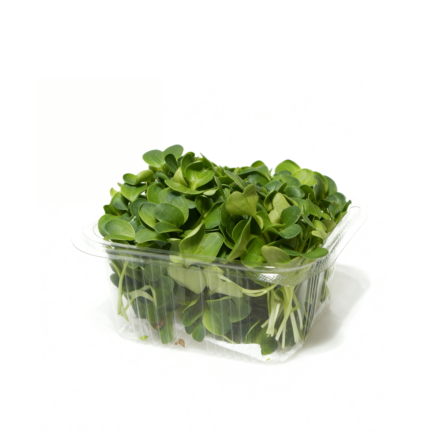 Rabanete Daikon
