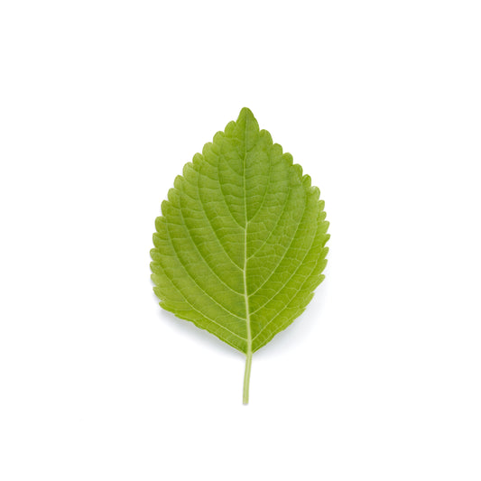 Shiso Verde